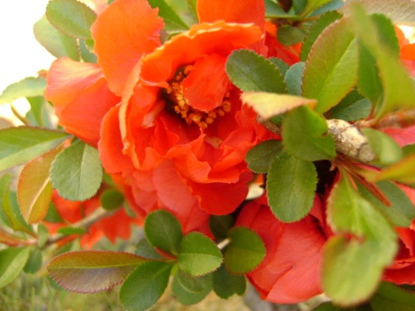 Gutui japonez, bonsai - Primavara 2020