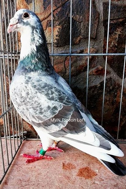  - NU AMI APARTIN 2020