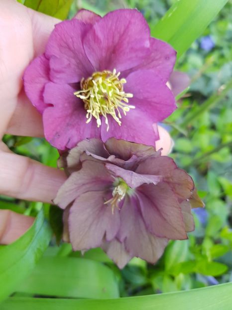  - Spânz helleborus 2020