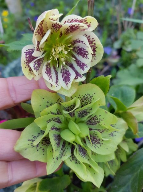  - Spânz helleborus 2020