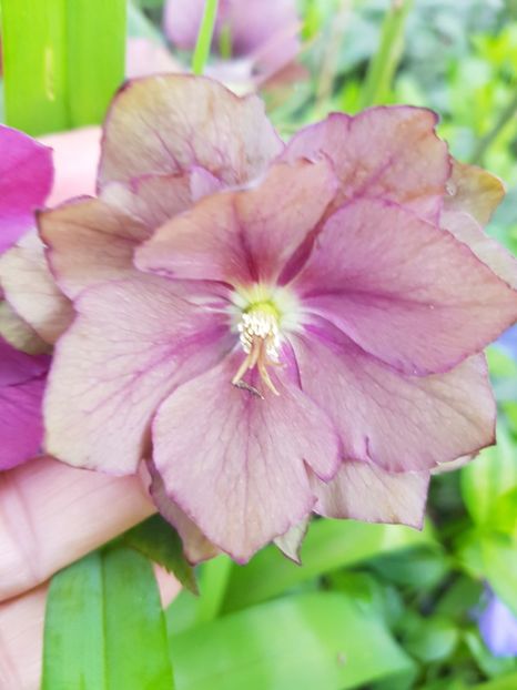  - Spânz helleborus 2020
