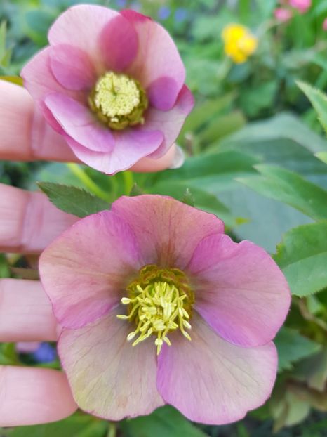  - Spânz helleborus 2020