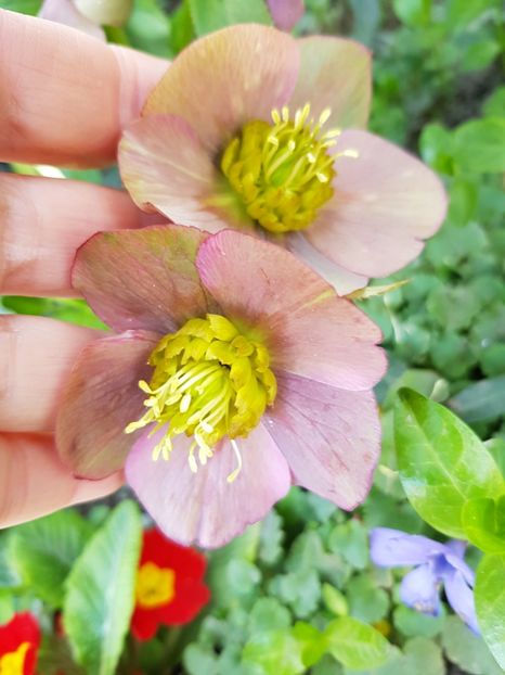  - Spânz helleborus 2020