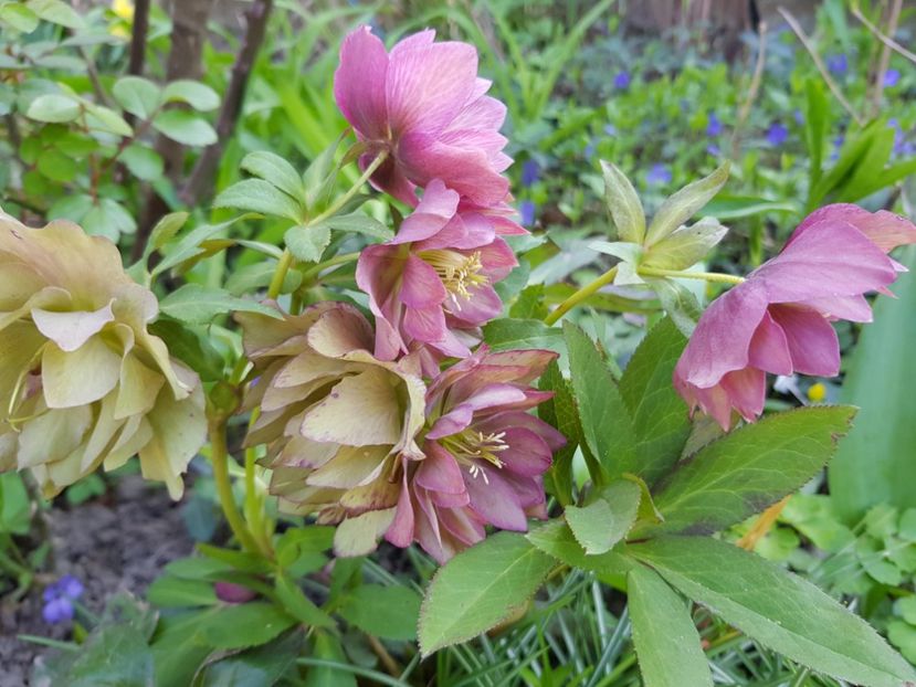  - Spânz helleborus 2020