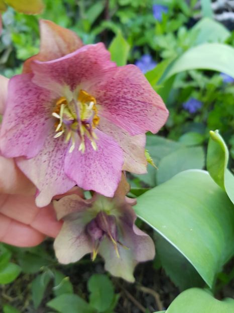  - Spânz helleborus 2020