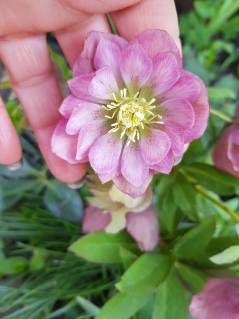  - Spânz helleborus 2020