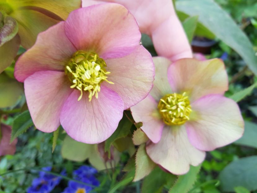  - Spânz helleborus 2020