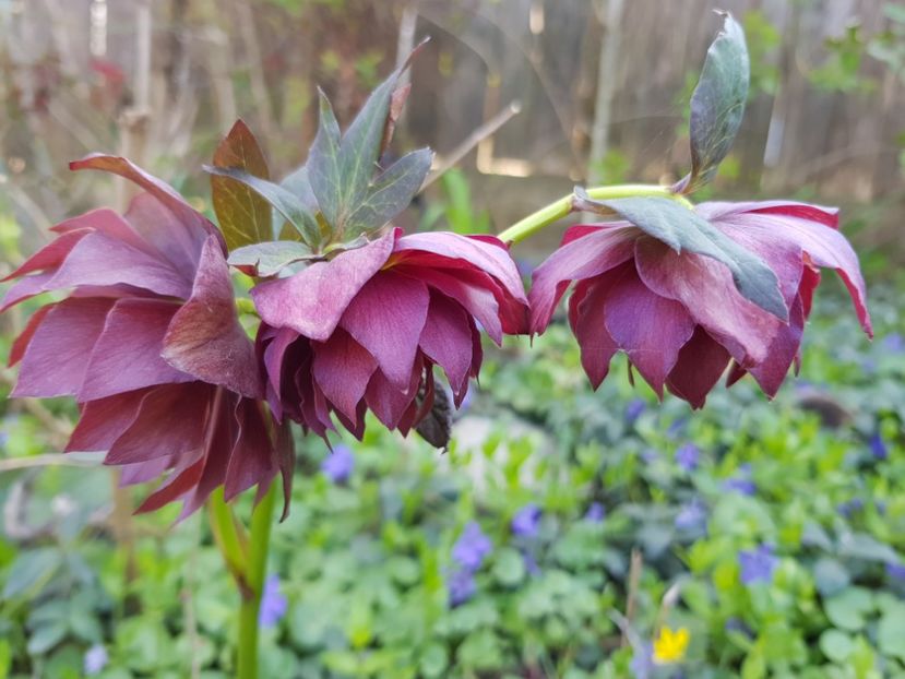 - Spânz helleborus 2020