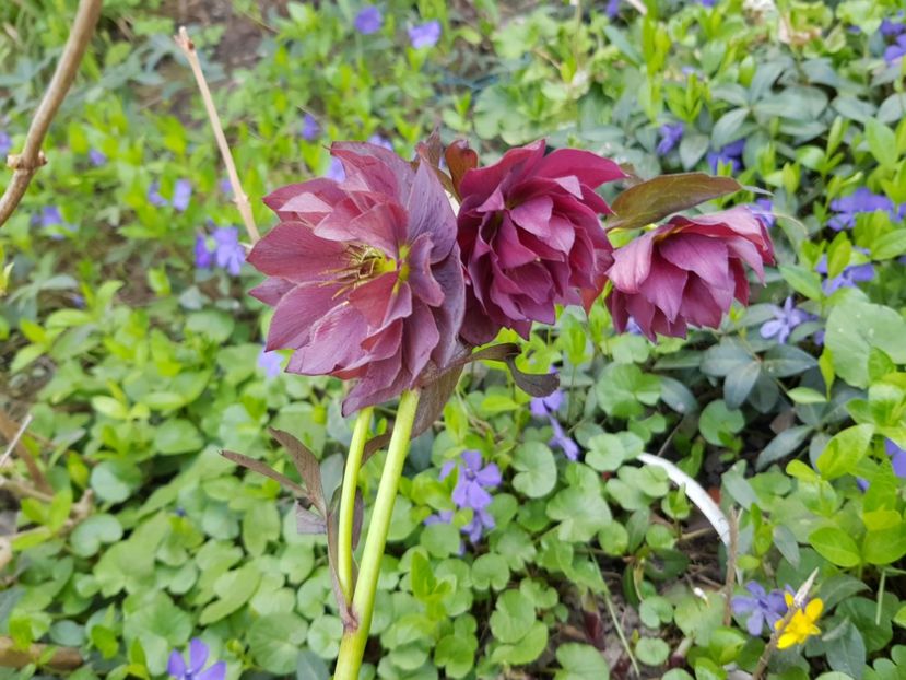  - Spânz helleborus 2020