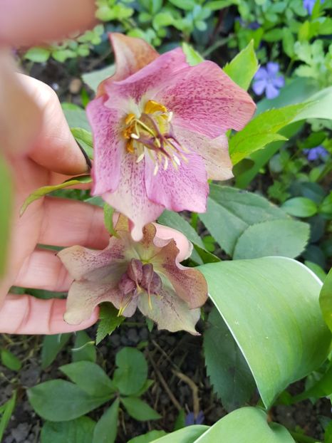  - Spânz helleborus 2020
