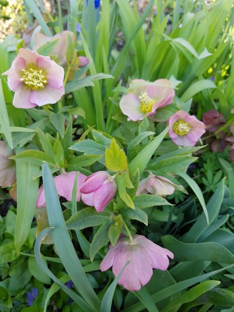  - Spânz helleborus 2020