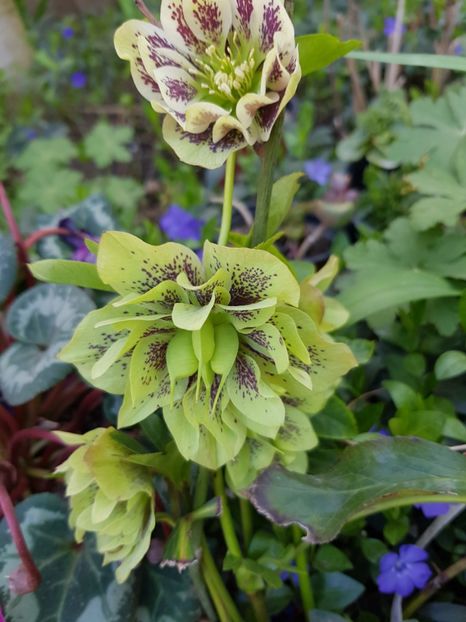  - Spânz helleborus 2020