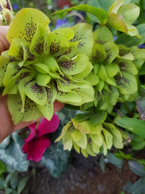  - Spânz helleborus 2020