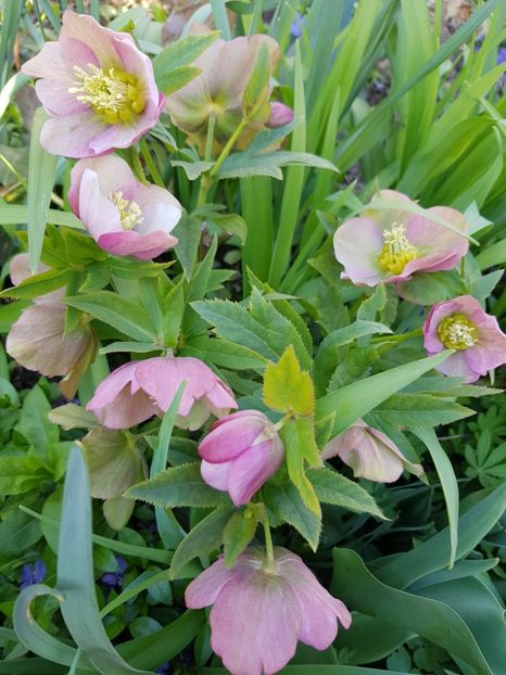  - Spânz helleborus 2020