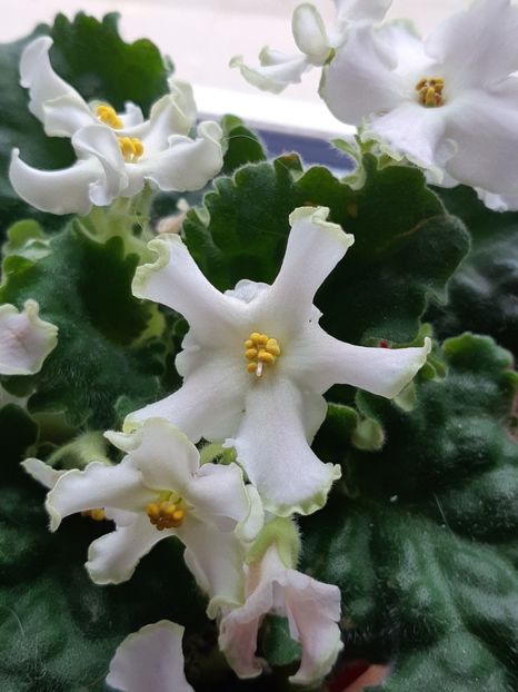 01.04.2020 - RM Pink Curls