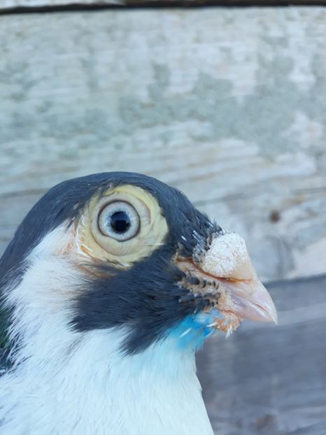 20180716_180954(0) - gălățeni pe vânăt masculi