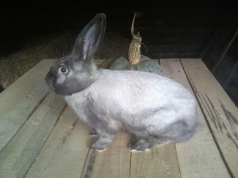 Mascul 2019 - Arhiva