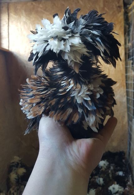  - A - Paduana Porțelan Frizată 2020