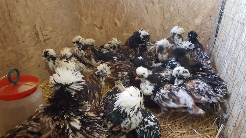  - A - Paduana Porțelan Frizată 2020