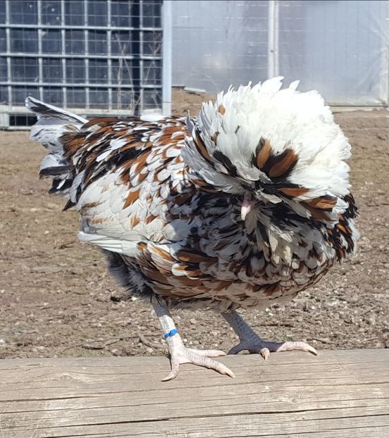  - A- Paduana Porțelan 2019-2020