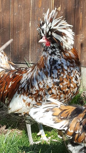  - A- Paduana Porțelan 2019-2020