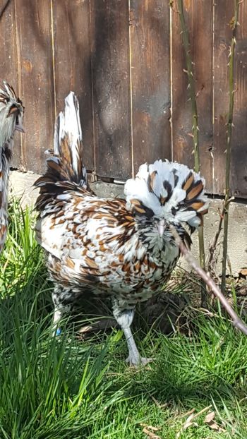  - A- Paduana Porțelan 2019-2020