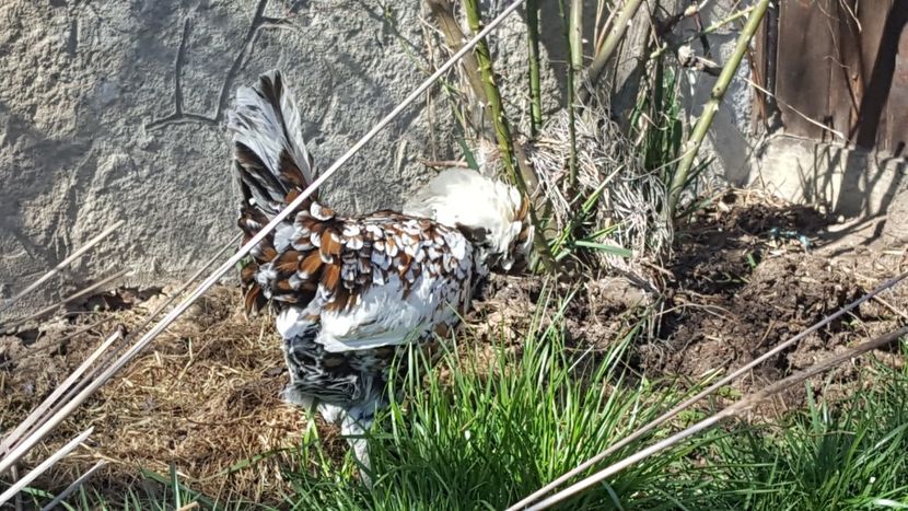  - A- Paduana Porțelan 2019-2020