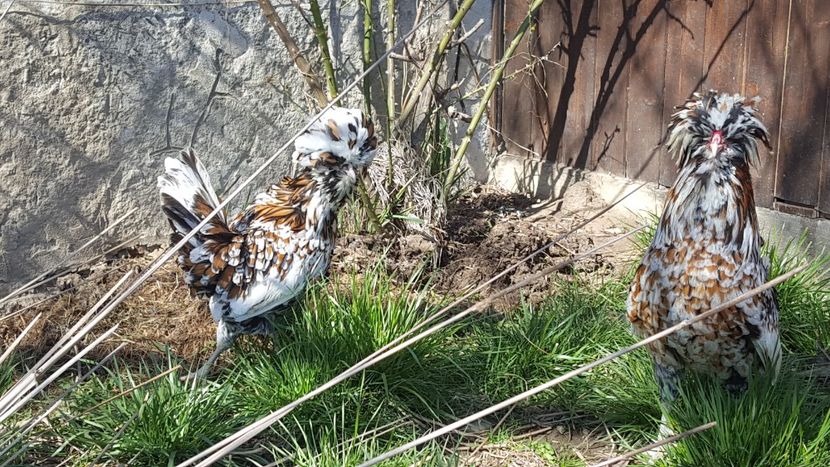  - A- Paduana Porțelan 2019-2020