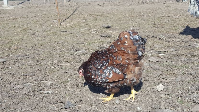  - A - Wyandotte pitic porțelan 2020 - nu mai dețin această rasa!