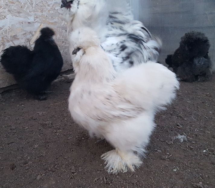  - A- Mătase japoneză 2019-2020