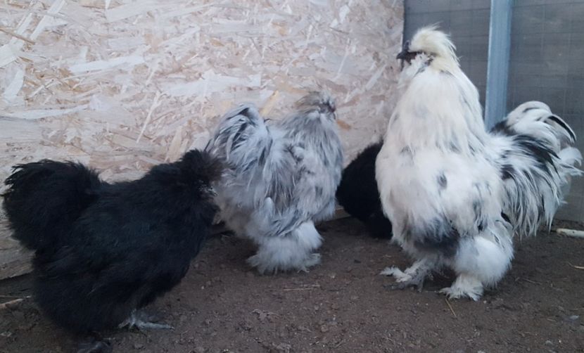  - A- Mătase japoneză 2019-2020