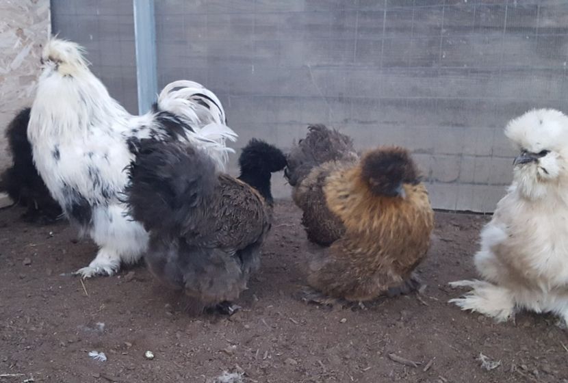  - A- Mătase japoneză 2019-2020