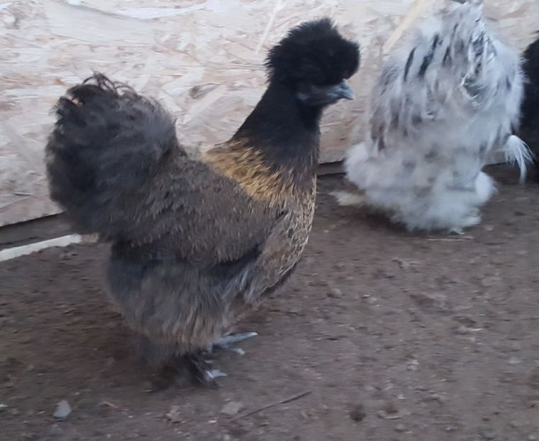  - A- Mătase japoneză 2019-2020