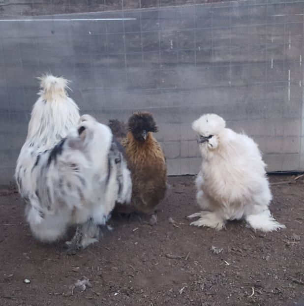  - A- Mătase japoneză 2019-2020