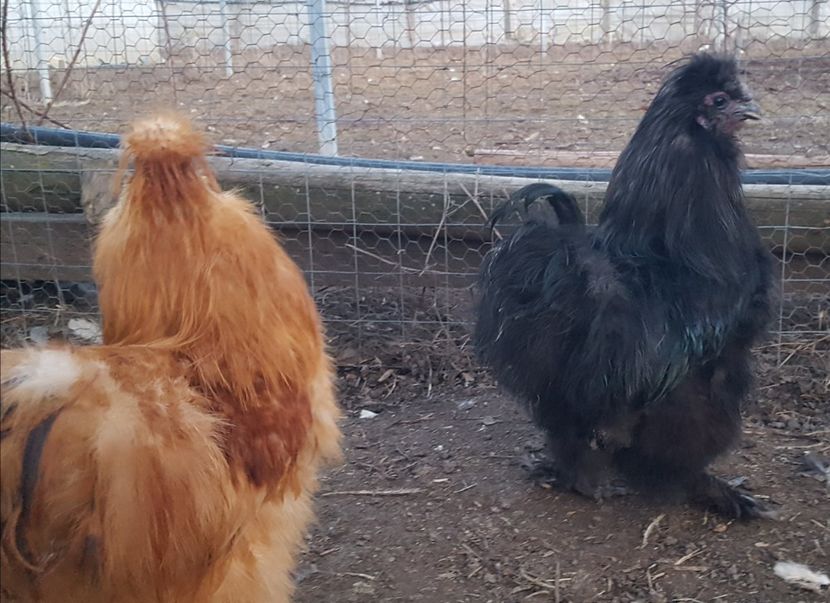  - A- Mătase japoneză 2019-2020