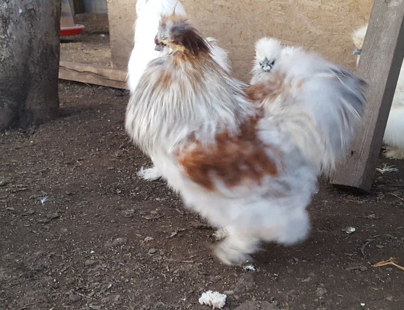  - A- Mătase japoneză 2019-2020