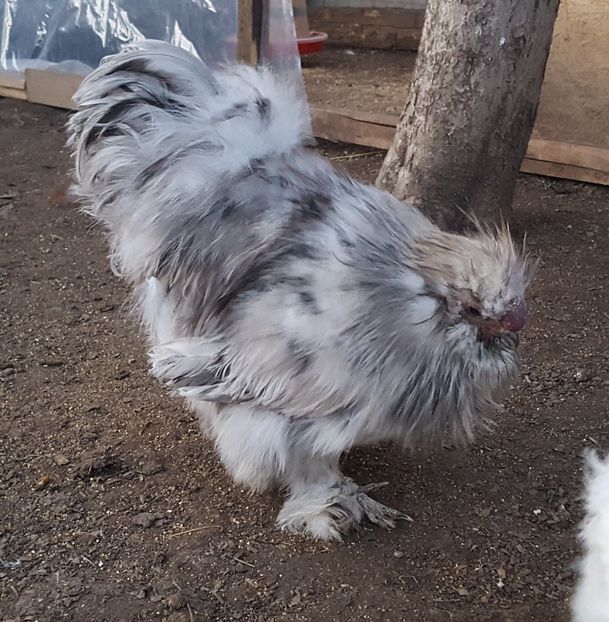  - A- Mătase japoneză 2019-2020