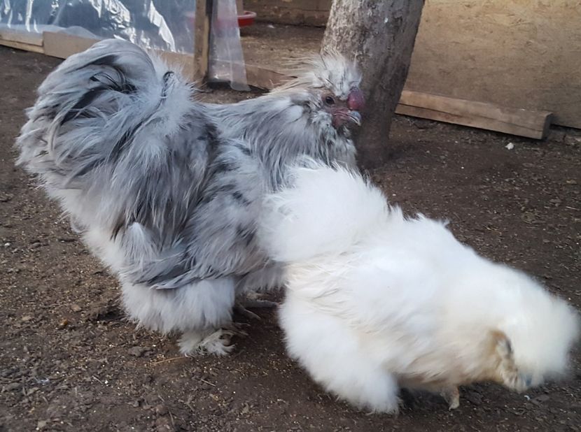  - A- Mătase japoneză 2019-2020