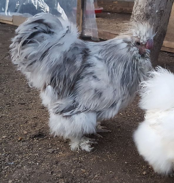  - A- Mătase japoneză 2019-2020