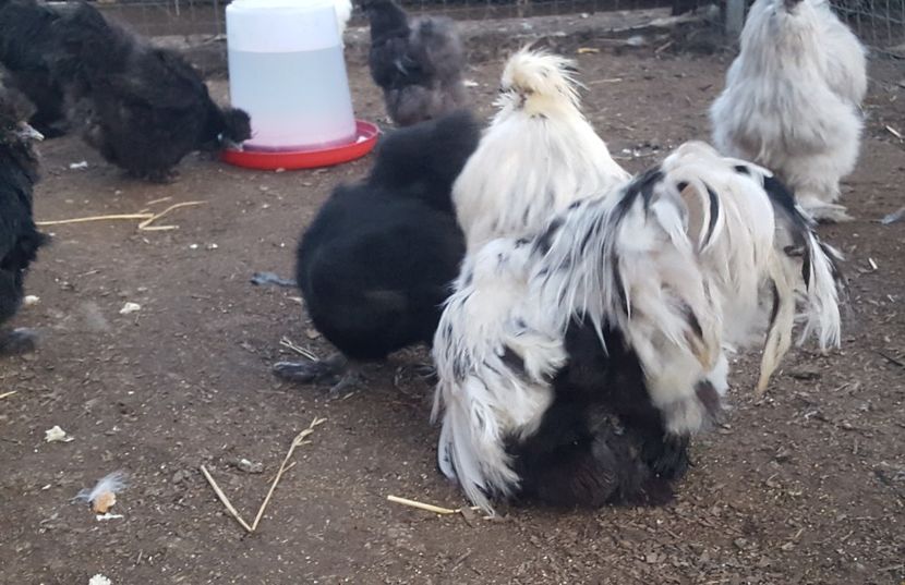  - A- Mătase japoneză 2019-2020