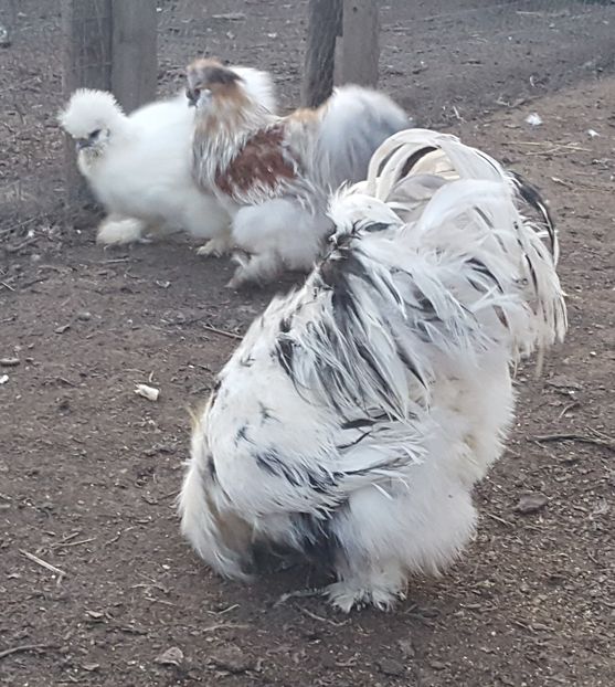  - A- Mătase japoneză 2019-2020