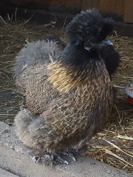  - A- Mătase japoneză 2019-2020