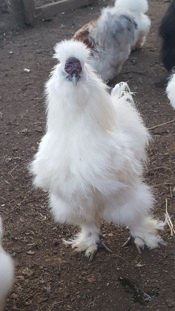  - A- Mătase japoneză 2019-2020