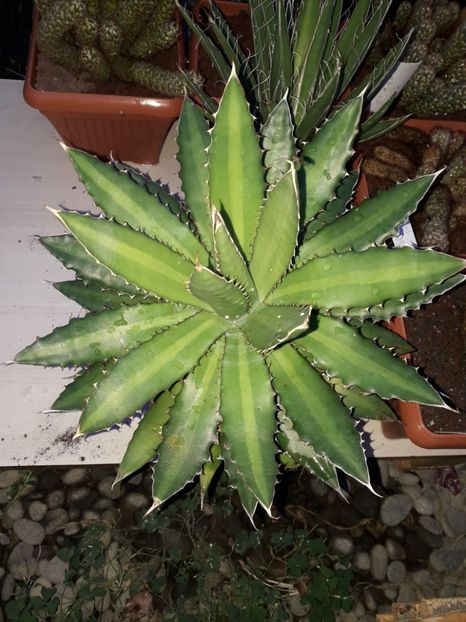 Agava lophantha - Agave