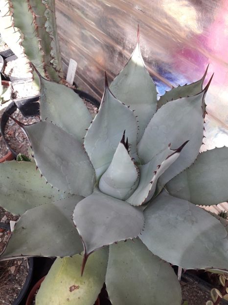 Agava ovatiolia planta mama - Agave