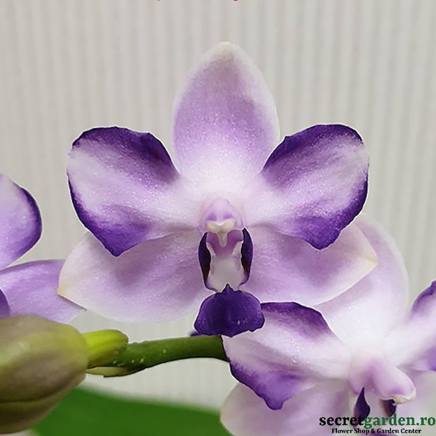 orhidee-phalaenopsis-kenneth-schubert-78 - orhidee