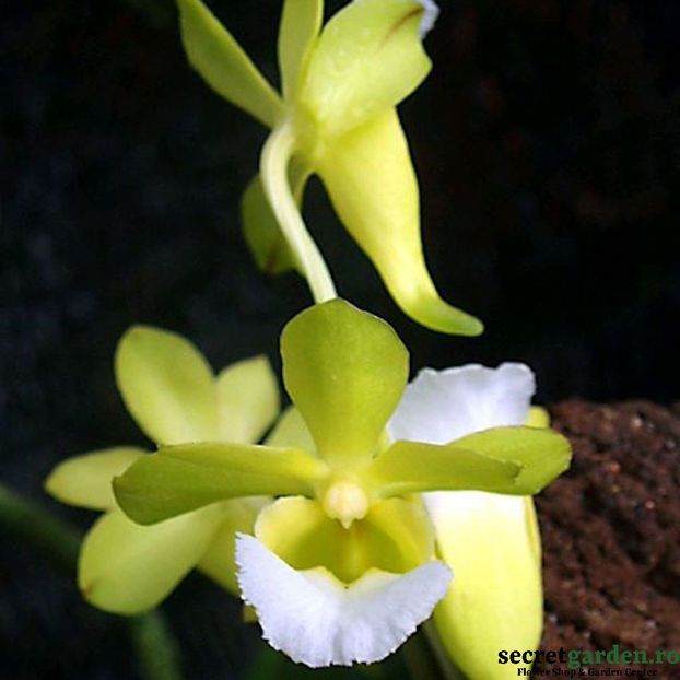 vanda-christensonia-vietnamica - orhidee