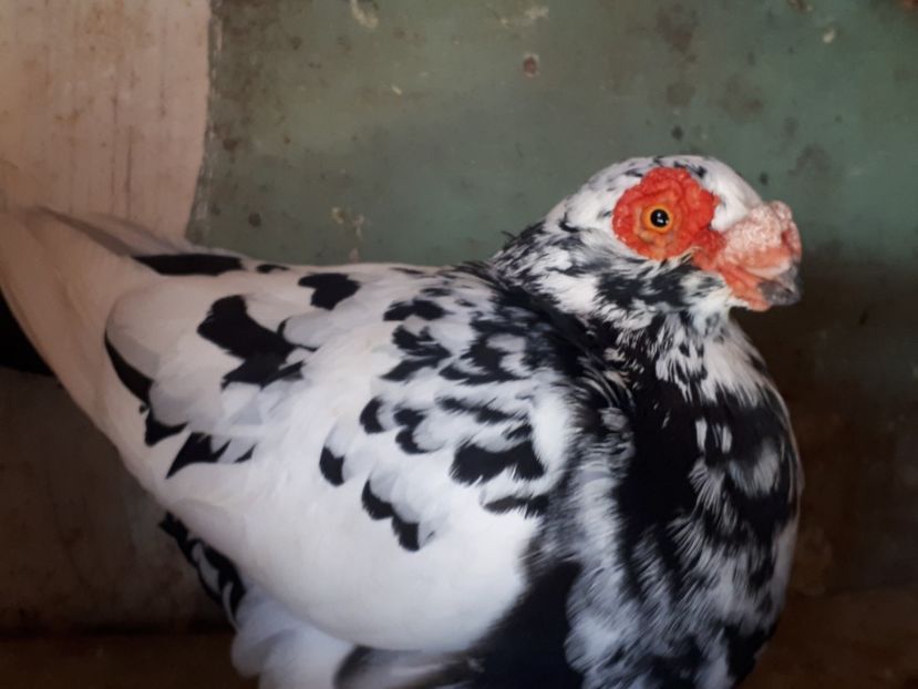 Aprilie - J _ carunculați 2020