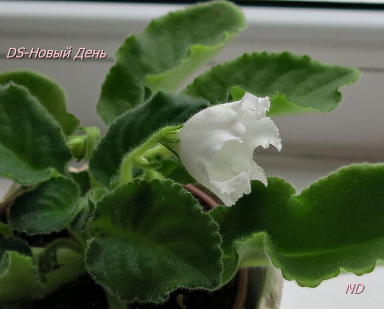 poza net - DS New Day