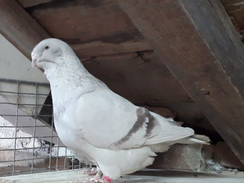 IMG-20200402-WA0013 - Argintii